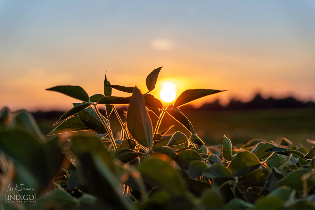 Soybeans in a field at sunset.