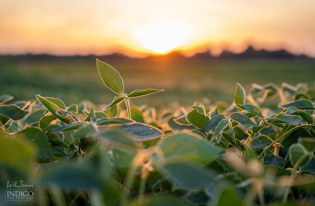 Strong depth-of-field photo of soybeans in a field at sunset.
