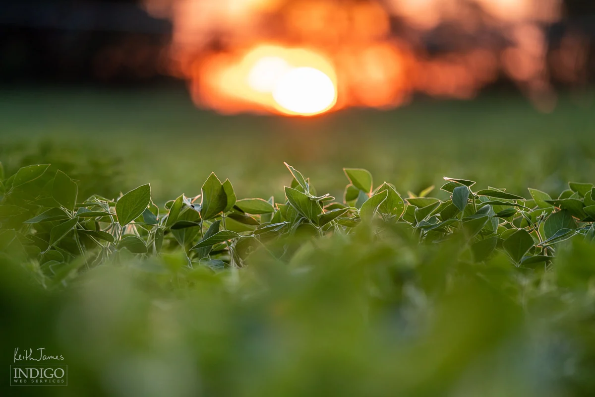 Strong depth-of-field photo of soybeans in a field at sunset.
