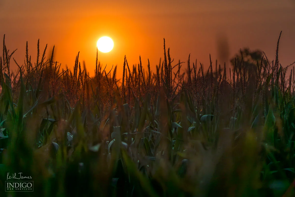 Late summer corn growing with a bright orange sunset in the background.