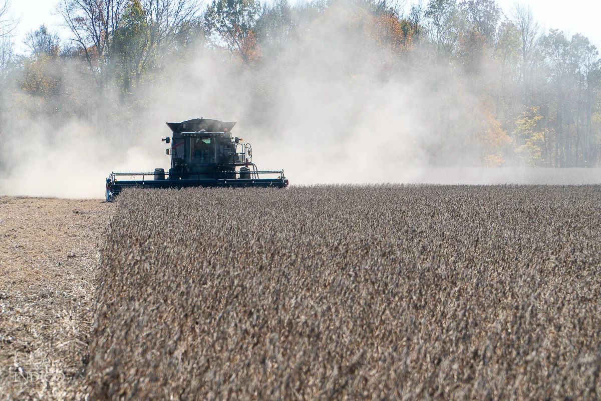 Harvesting soybeans with a combine in Indiana.
