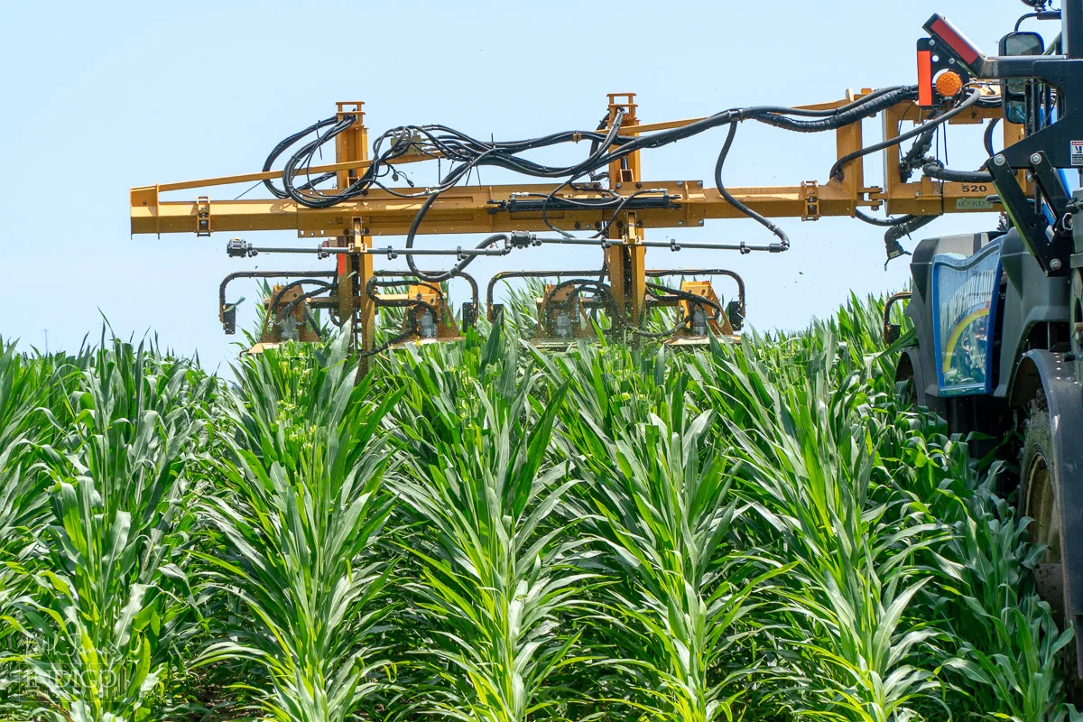 A farmer cuts the tops of female corn in northeast Indiana to prevent self-pollination.