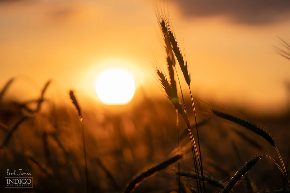Rye at sunset.