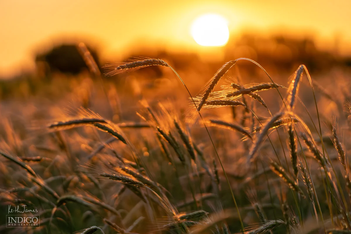 Rye at sunset.