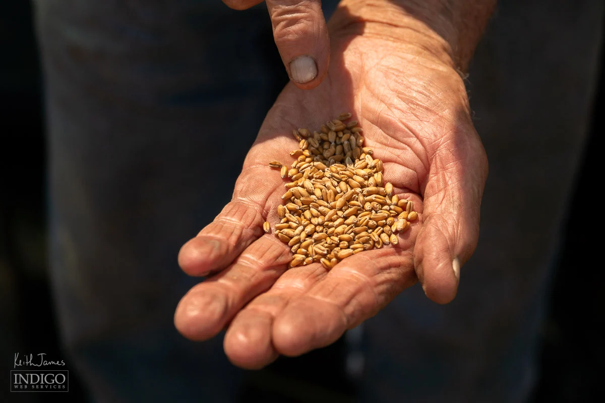 A farmer's weathered hand shows a handful of wheat kernels.