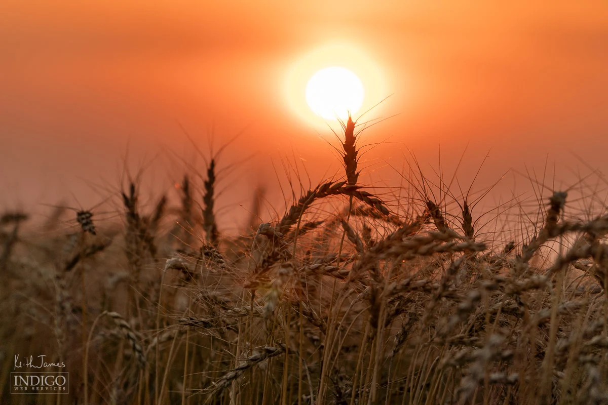 Bearded wheat at sunset.