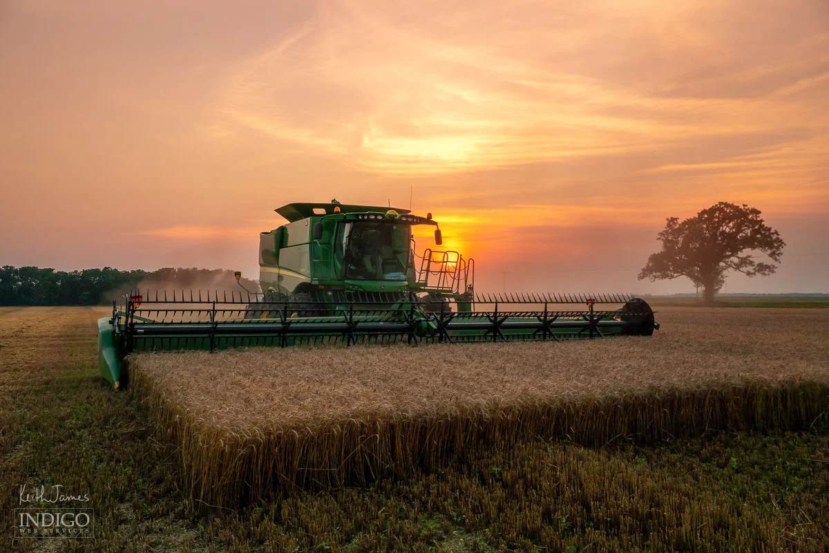 Harvesting wheat at sunset.