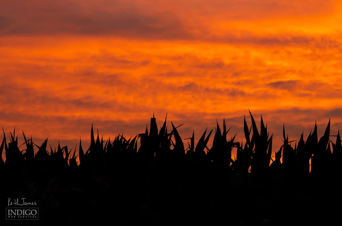 The tops of corn silhouetted against a vibrant orange sunset sky.