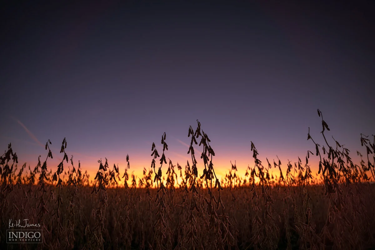 Soybeans at sunset.